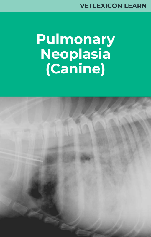 Pulmonary Neoplasia (Canine)
