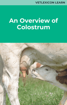 An Overview of Colostrum