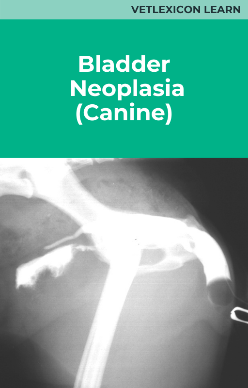 Bladder Neoplasia (Canine)