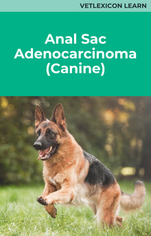 Anal Sac Adenocarcinoma (Canine)