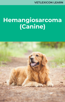 Hemangiosarcoma (Canine)