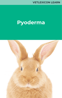 Rabbit Pyoderma