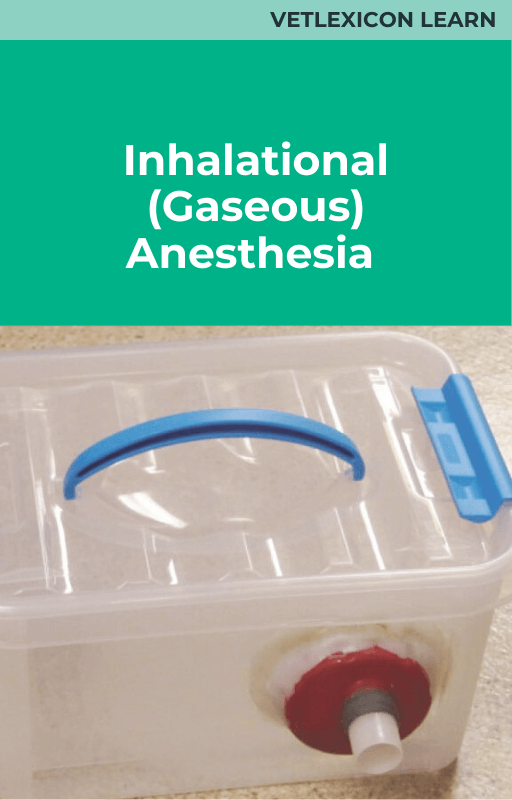 Inhalational (gaseous) Anesthesia (Ferret/Guinea Pig)