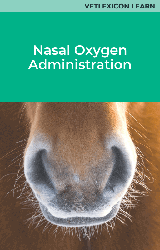 Equine Nasal Oxygen Administration