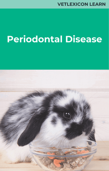 Rabbit Periodontal Disease