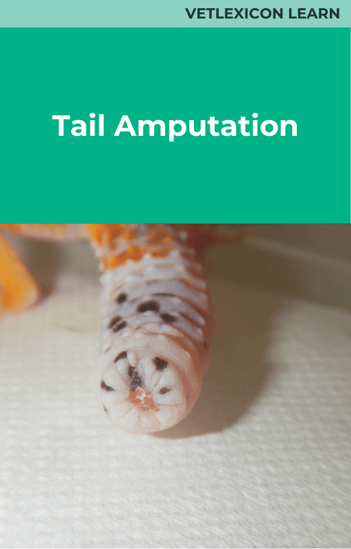Reptile Tail Amputation