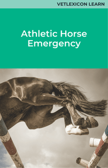 Athletic Horse Emergency