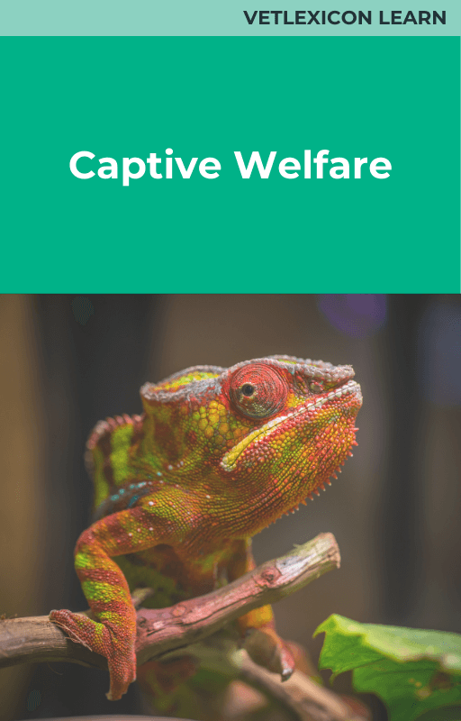 Captive Welfare Reptiles