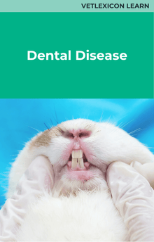 Dental Disease Rabbit
