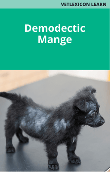 Canine Demodectic Mange