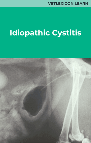 Idiopathic Cystitis