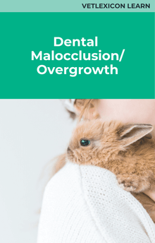 Rabbit Dental Malocclusion Overgrowth