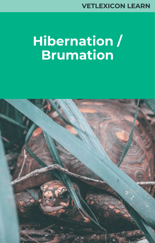 Reptile Hibernation/Brumation