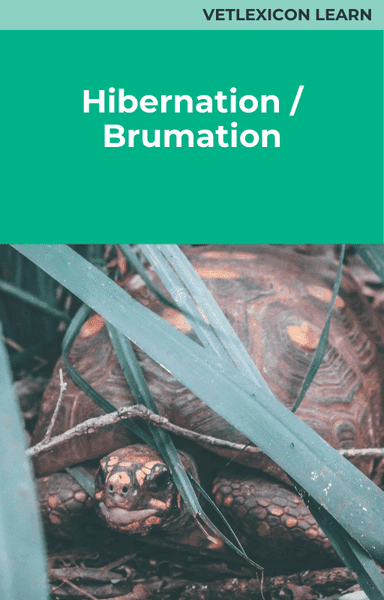Hibernation/Brumation