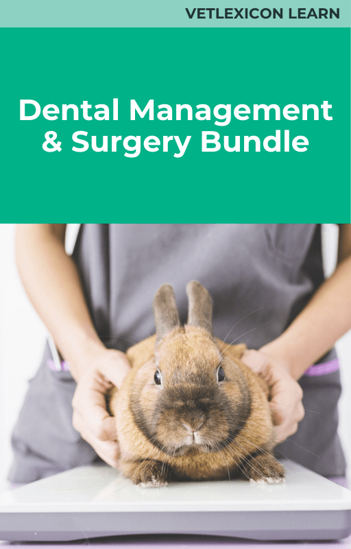 Dental Management & Surgery Bundle (Rabbit)