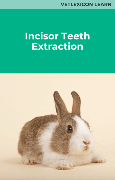 Incisor Teeth Extraction