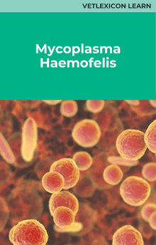 Feline Mycoplasma Haemofelis