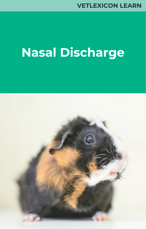 Nasal Discharge