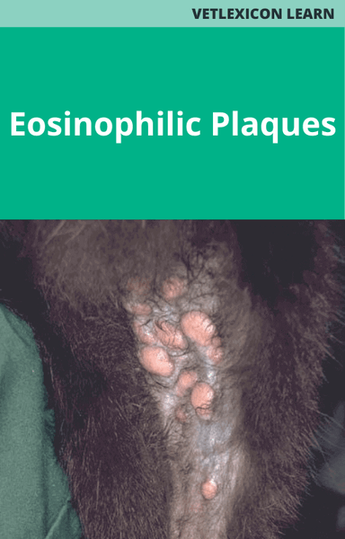 Eosinophilic Plaques