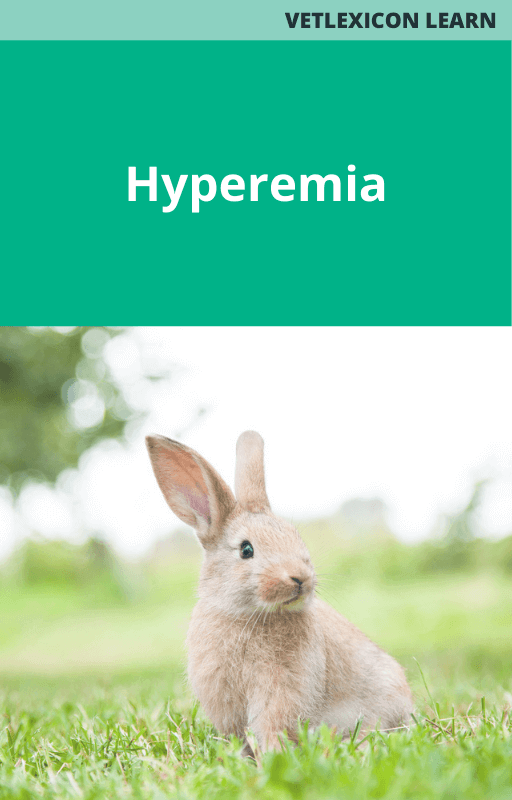 Rabbit Hyperemia