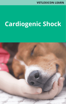 Canine Cardiogenic Shock