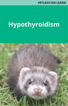 Ferret Hypothyroidism