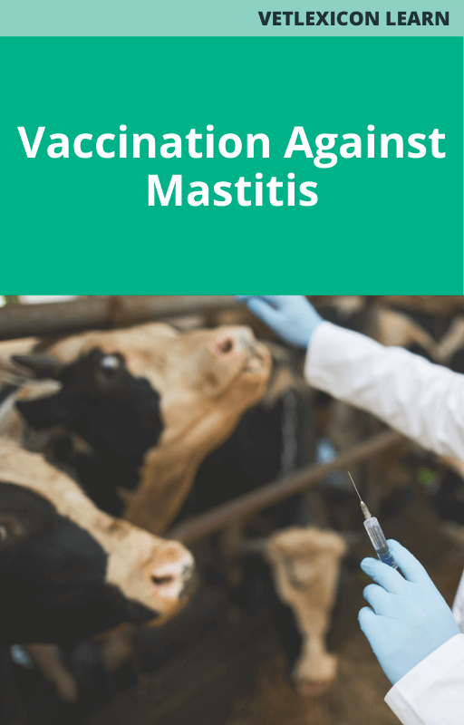 Vaccination Against Mastitis