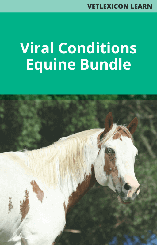 Viral Conditions Bundle - Equine